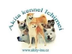 Akita Inu Ichimei
