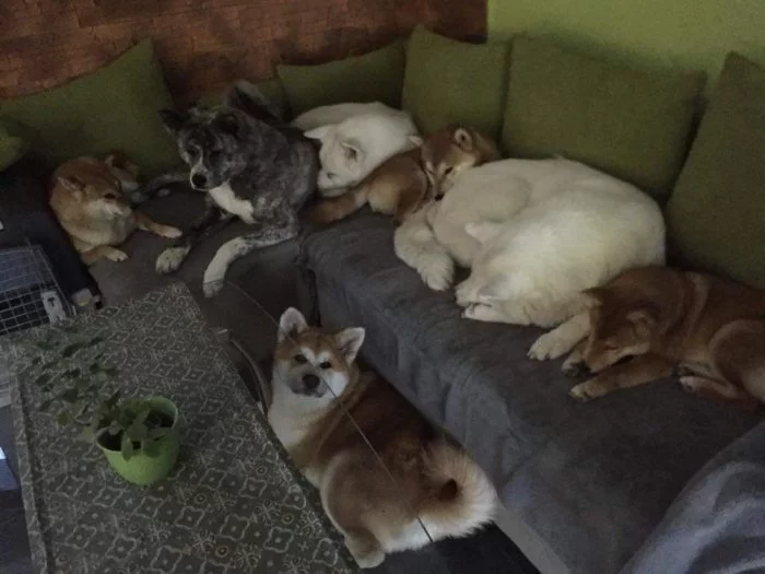 Akita Inu Ichimei