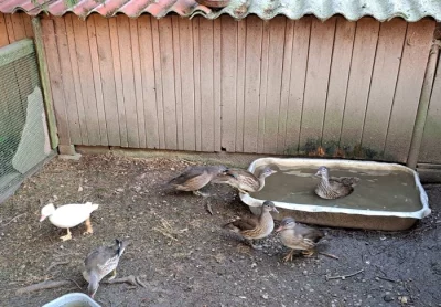 Kachnička mandarinka