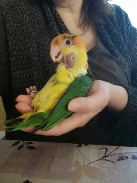 Amazonek bělobřichý
