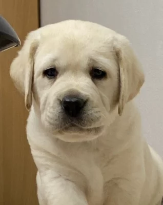 Štěňata Labradorský Retriever s PP