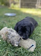 Štěňata Labradorský Retriever s PP