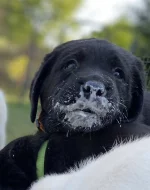 Štěňata Labradorský Retriever s PP