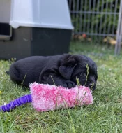 Štěňata Labradorský Retriever s PP