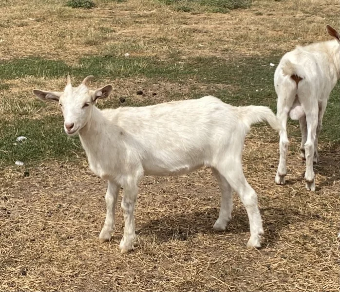 Česká bílá krátkosrstá koza