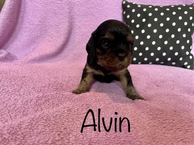 Štěně kavalír king charles spaniel