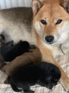 Štěňátka plemene Shiba
