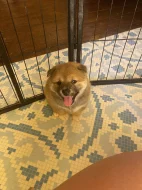 Štěňátka plemene Shiba