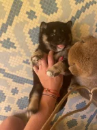 Štěňátka plemene Shiba