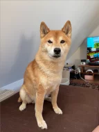Štěňátka plemene Shiba
