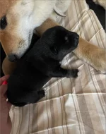 Štěňátka plemene Shiba