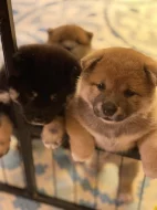 Štěňátka plemene Shiba