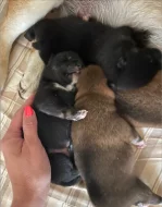 Štěňátka plemene Shiba