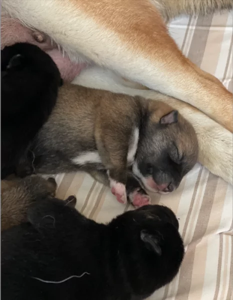 Štěňátka plemene Shiba