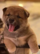 Štěňátka plemene Shiba