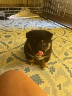 Štěňátka plemene Shiba