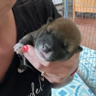 Štěňátka plemene Shiba