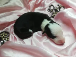 Whippet štěňata bez PP