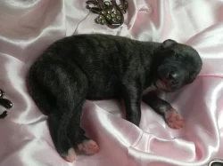 Whippet štěňata bez PP