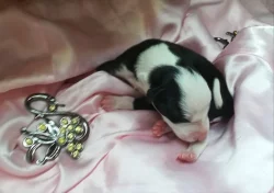 Whippet štěňata bez PP
