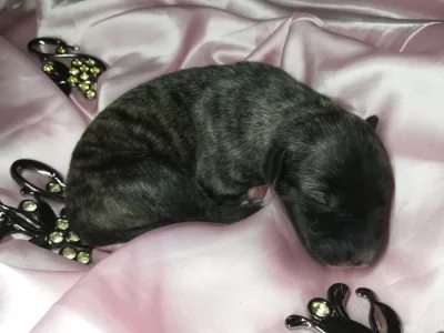Whippet štěňata bez PP