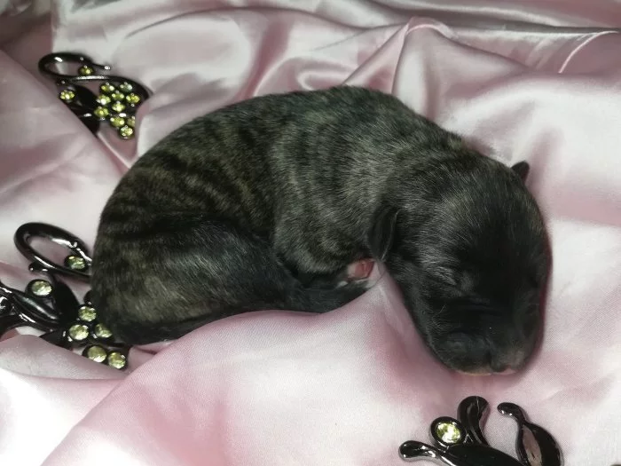 Whippet štěňata bez PP