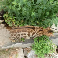Bengalské koťata s PP