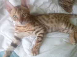 Bengalské koťata s PP