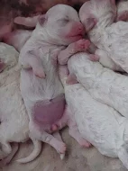 Bišonek luxusní štěně