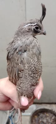 Křepel kalifornský - Callipepla californica