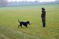 CURLY COATED RETRIEVER - kudrnatý