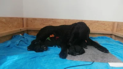 CURLY COATED RETRIEVER - kudrnatý