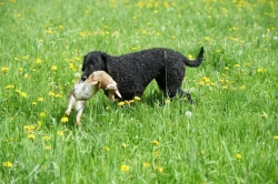 CURLY COATED RETRIEVER - kudrnatý