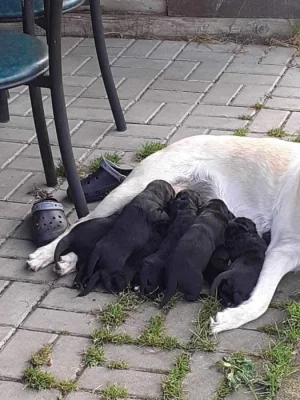 Nabízíme štěnátka Labrador - Novofundlandský pes