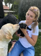 Nabízíme štěnátka Labrador - Novofundlandský pes