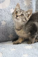 Caitlyn - kotě k adopci