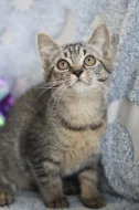 Caitlyn - kotě k adopci