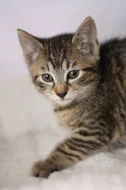 Caitlyn - kotě k adopci