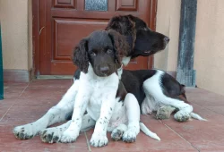 Malý münsterlandský ohař prodám štěňata s PP