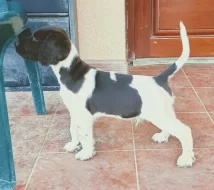 Malý münsterlandský ohař prodám štěňata s PP