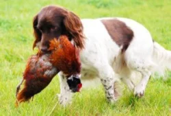 Malý münsterlandský ohař prodám štěňata s PP
