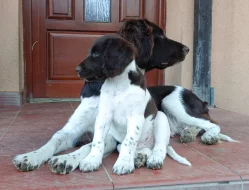 Malý münsterlandský ohař prodám štěňata s PP