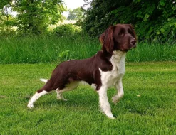 Malý münsterlandský ohař prodám štěňata s PP