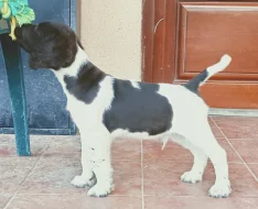 Malý münsterlandský ohař prodám štěňata s PP