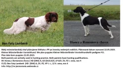 Malý münsterlandský ohař prodám štěňata s PP