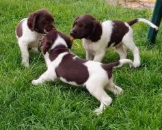 Malý münsterlandský ohař prodám štěňata s PP