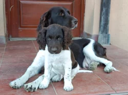 Malý münsterlandský ohař prodám štěňata s PP