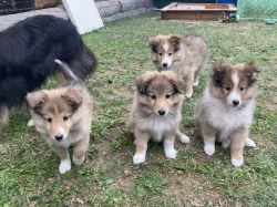 Sheltie-šeltie s PP