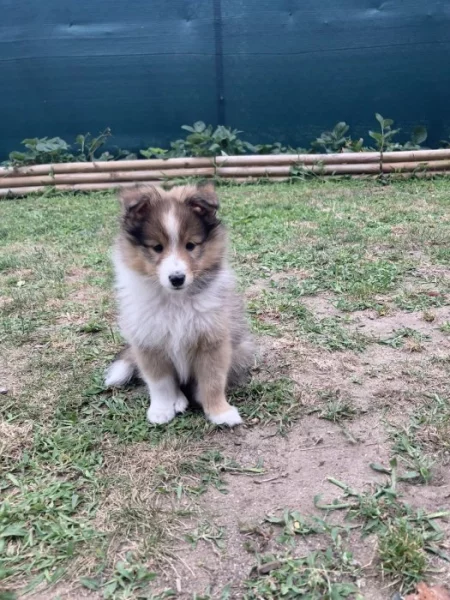 Sheltie-šeltie s PP