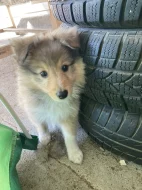 Sheltie-šeltie s PP